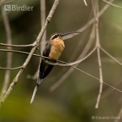 Aves Pernambucanas