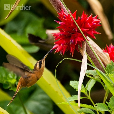 Aves Pernambucanas