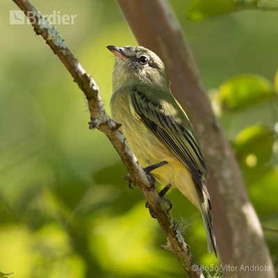 Aves do Planalto das Araucárias