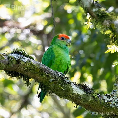 Aves do Rio Grande do Sul