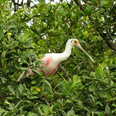 Florianópolis