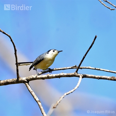 Aves de Missiones Argentina