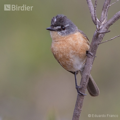 Birds of Serra do Espinhaço