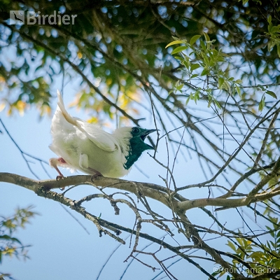 Sítio Virtuoso Birdwatching