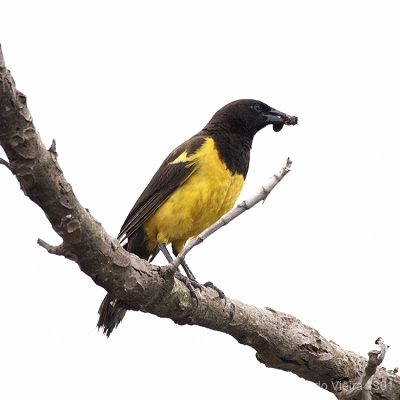 Aves Paulistas