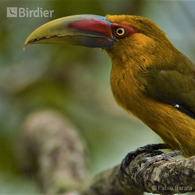 Expedições Birdier pelo Brasil.