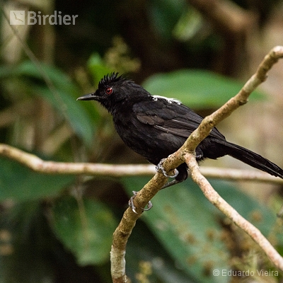 Aves da Bahia