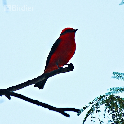 Aves de Angra dos Reis-RJ