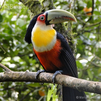 APA RIO VERMELHO HUMBOLDT SÃO BENTO DO SUL - SC