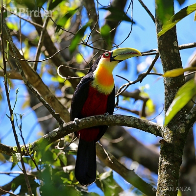 Southern Rainforest, Brazil