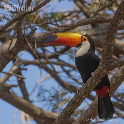 Nasce Um Tucano
