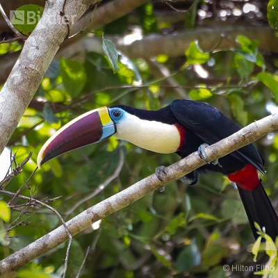 Aves do Amazonas