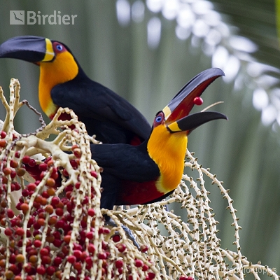 IUCN Red List