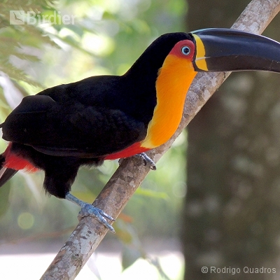 Tucanos e Araçaris