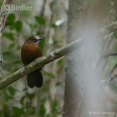 Birding Tour Cabrucas