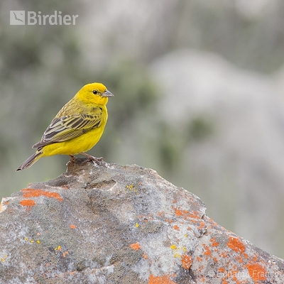 Birds of Serra do Espinhaço
