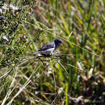 Birds of Canastra