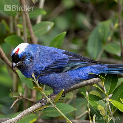 Coloridos - colorful