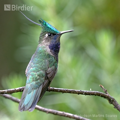 Hummingbirds - Beija Flores