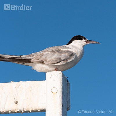 Aves de Maceió
