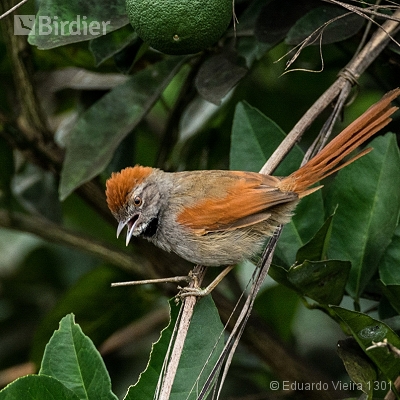 Aves alagoanas