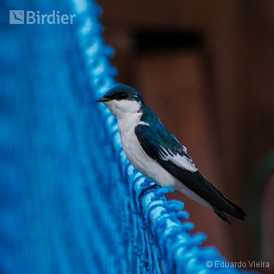 Aves de Maceió