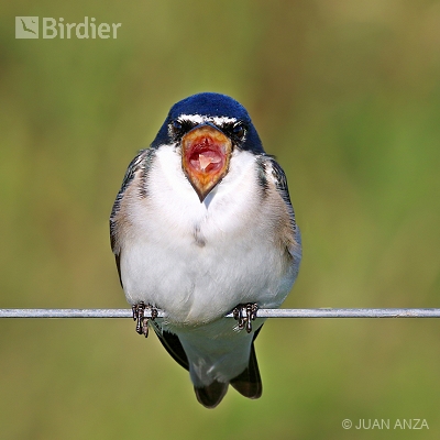 Aves do Rio Grande do Sul