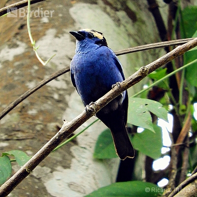 Aves do Acre