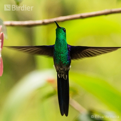 Aves Pernambucanas