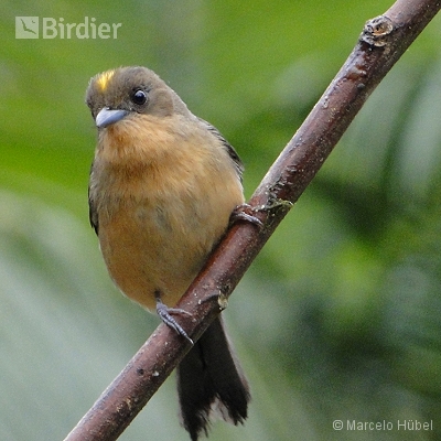 APA RIO VERMELHO HUMBOLDT SÃO BENTO DO SUL - SC