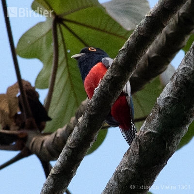 Aves Sergipanas