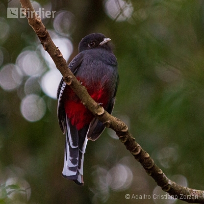 Minhas aves de mata