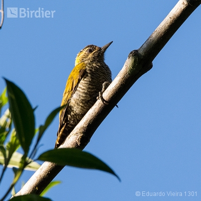 Aves capixabas