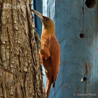 Aves do Mato Grosso do Sul