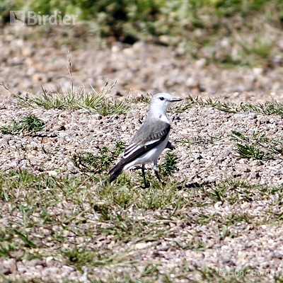 Birds of Canastra
