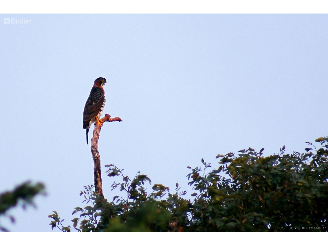 Accipiter poliogaster