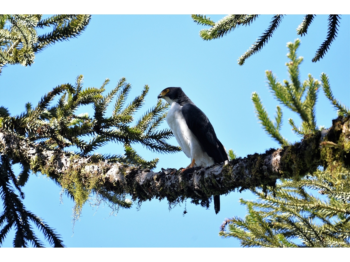 Accipiter poliogaster