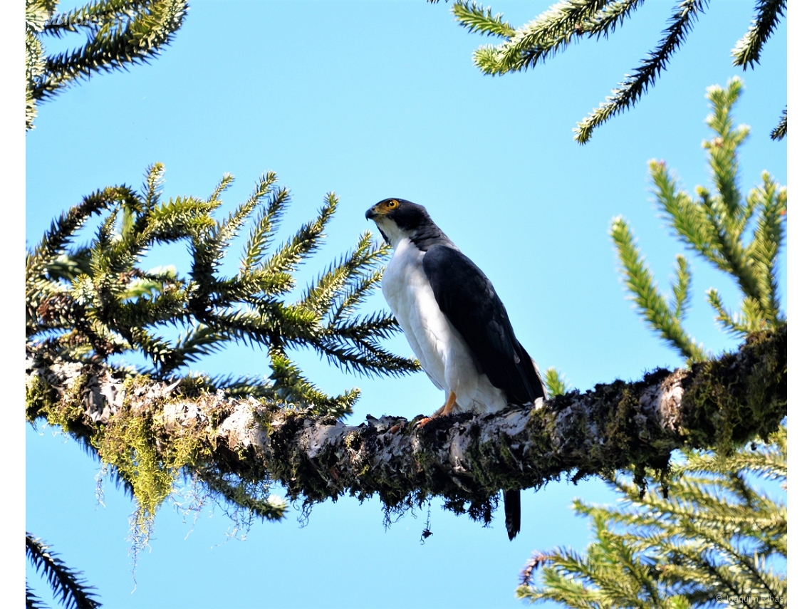 Accipiter poliogaster