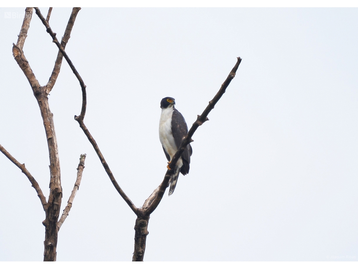 Accipiter poliogaster