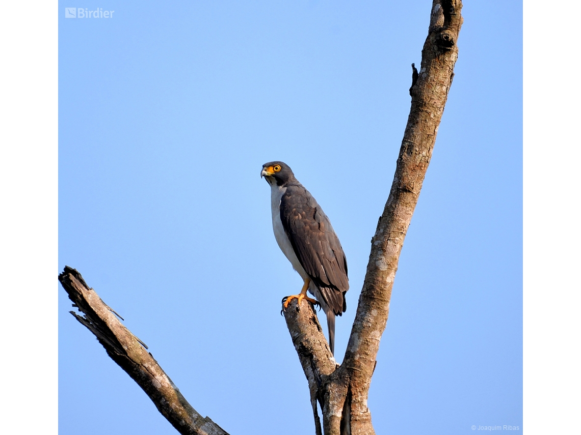 Accipiter poliogaster