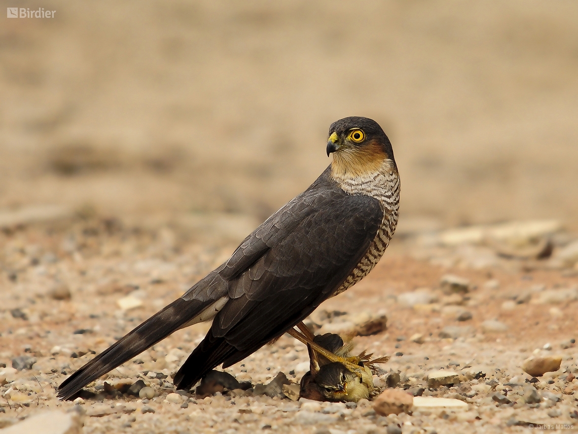 Accipiter striatus