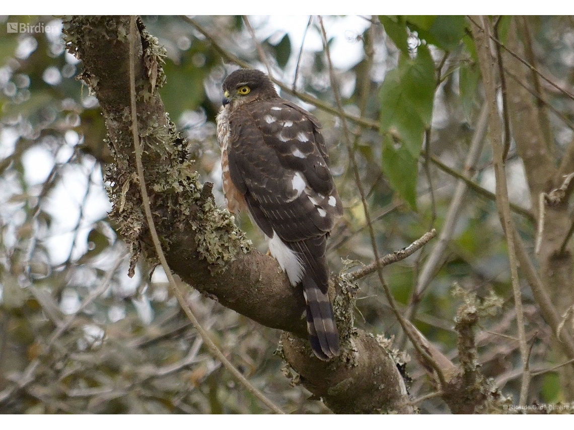 Accipiter striatus