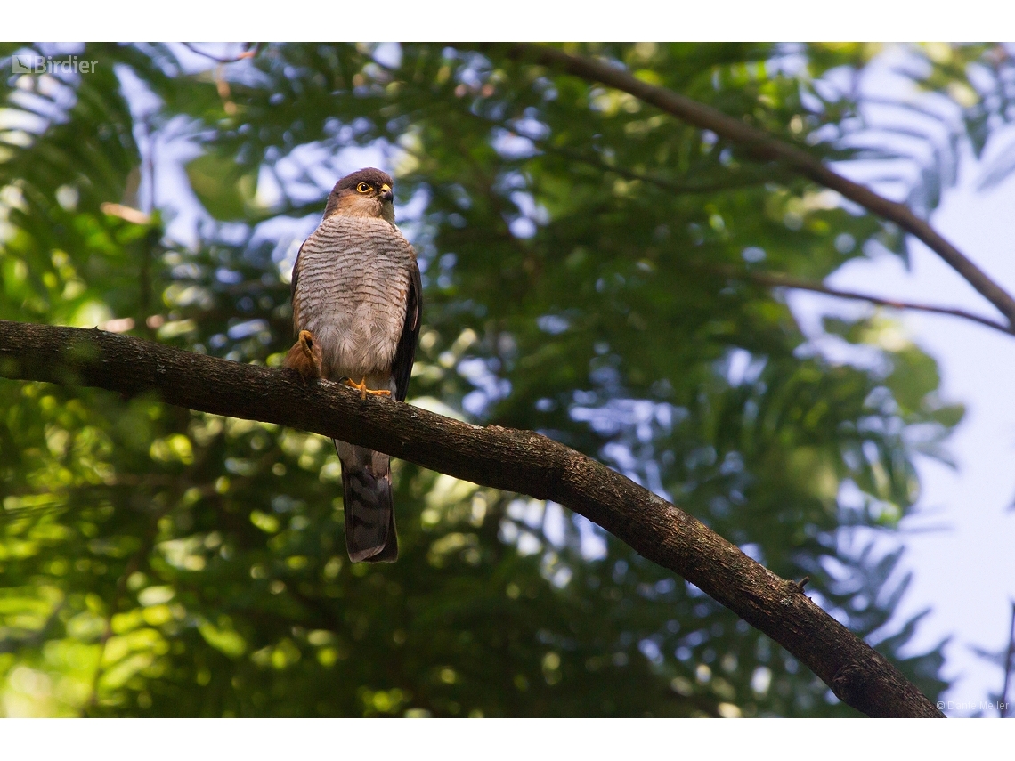 Accipiter striatus