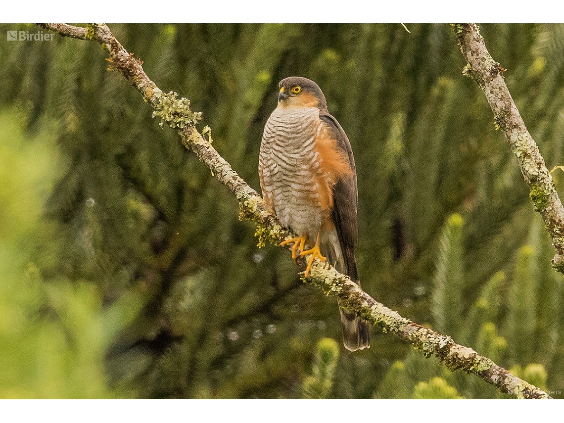 Accipiter striatus