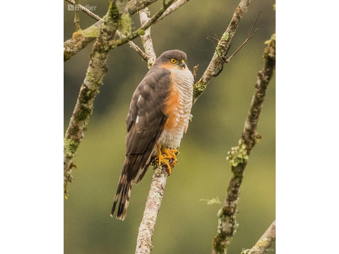 Accipiter striatus