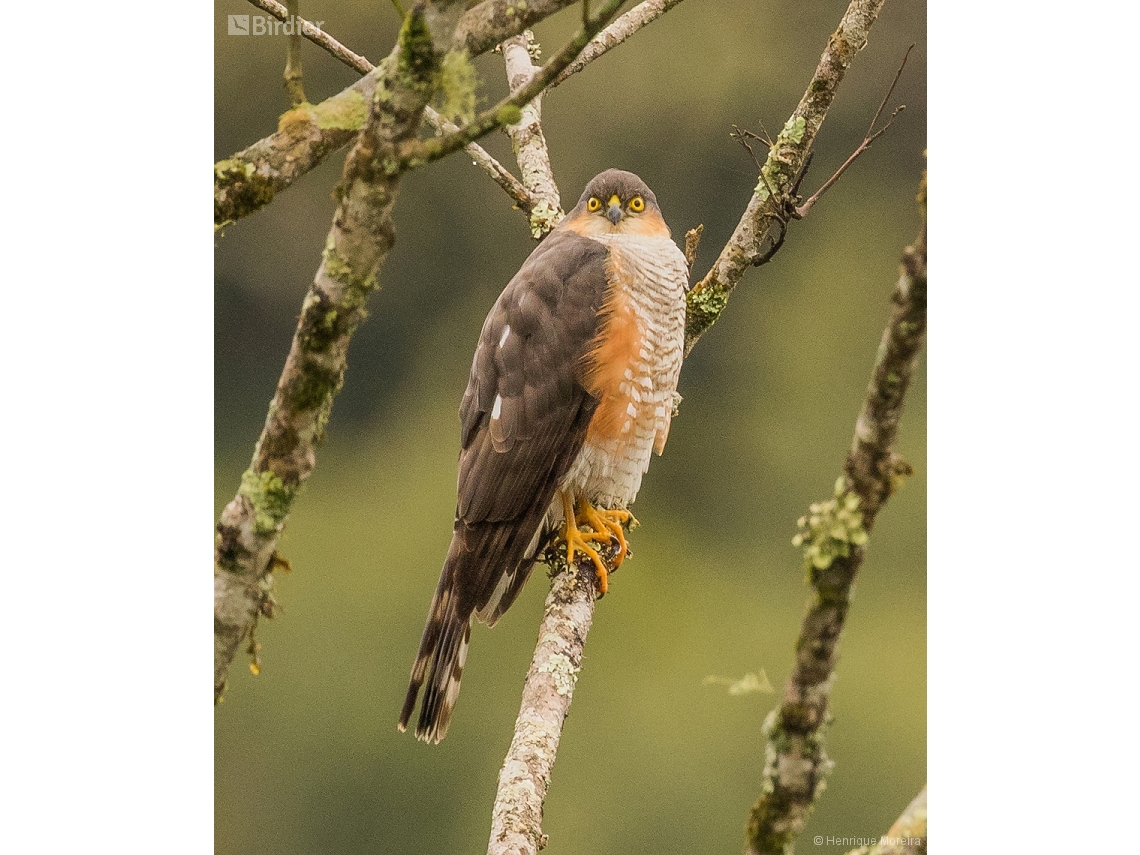 Accipiter striatus