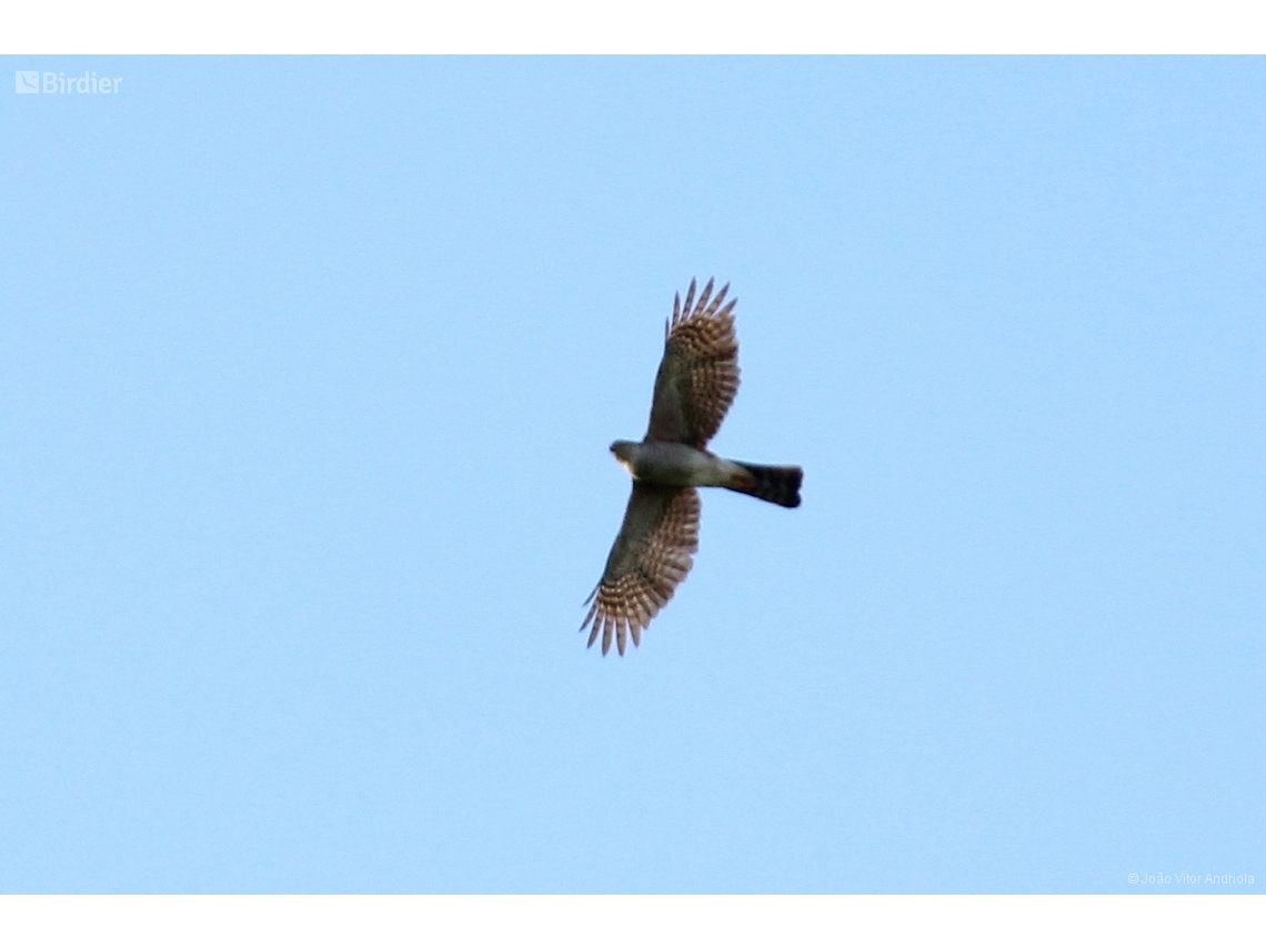 Accipiter striatus