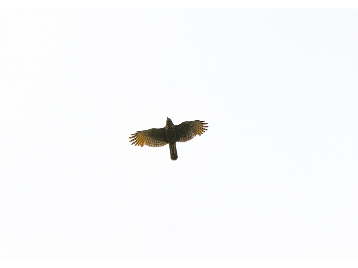 Accipiter striatus