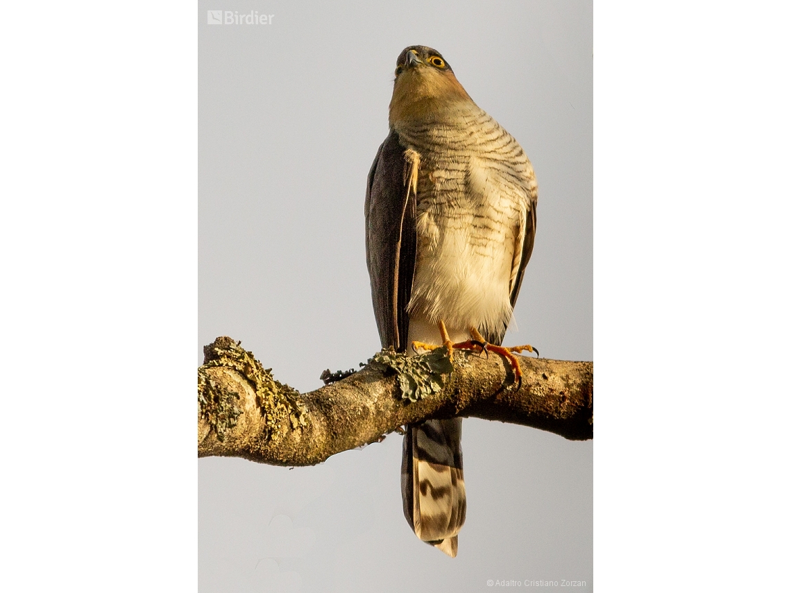 Accipiter striatus