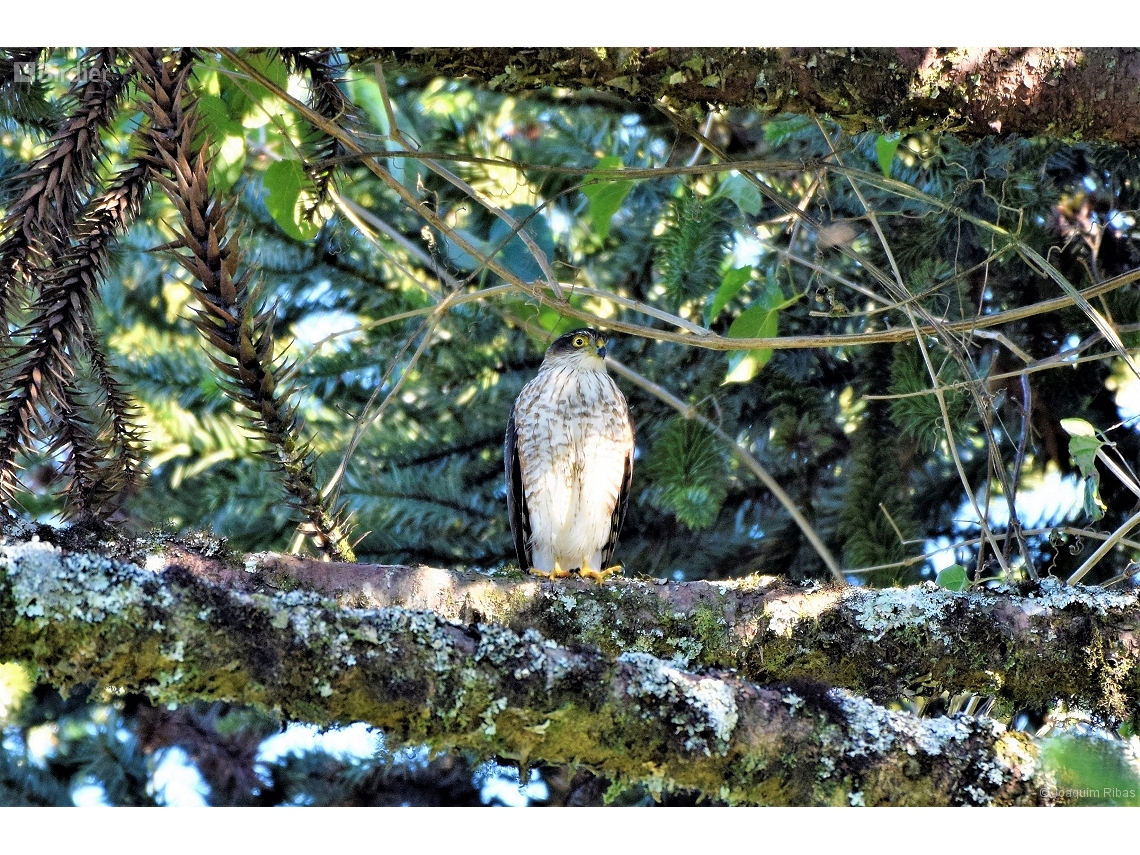 Accipiter striatus